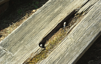 ウッドデッキの木材が腐って朽ちている写真