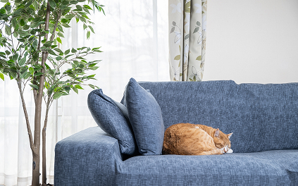 猫が座っているソファの写真